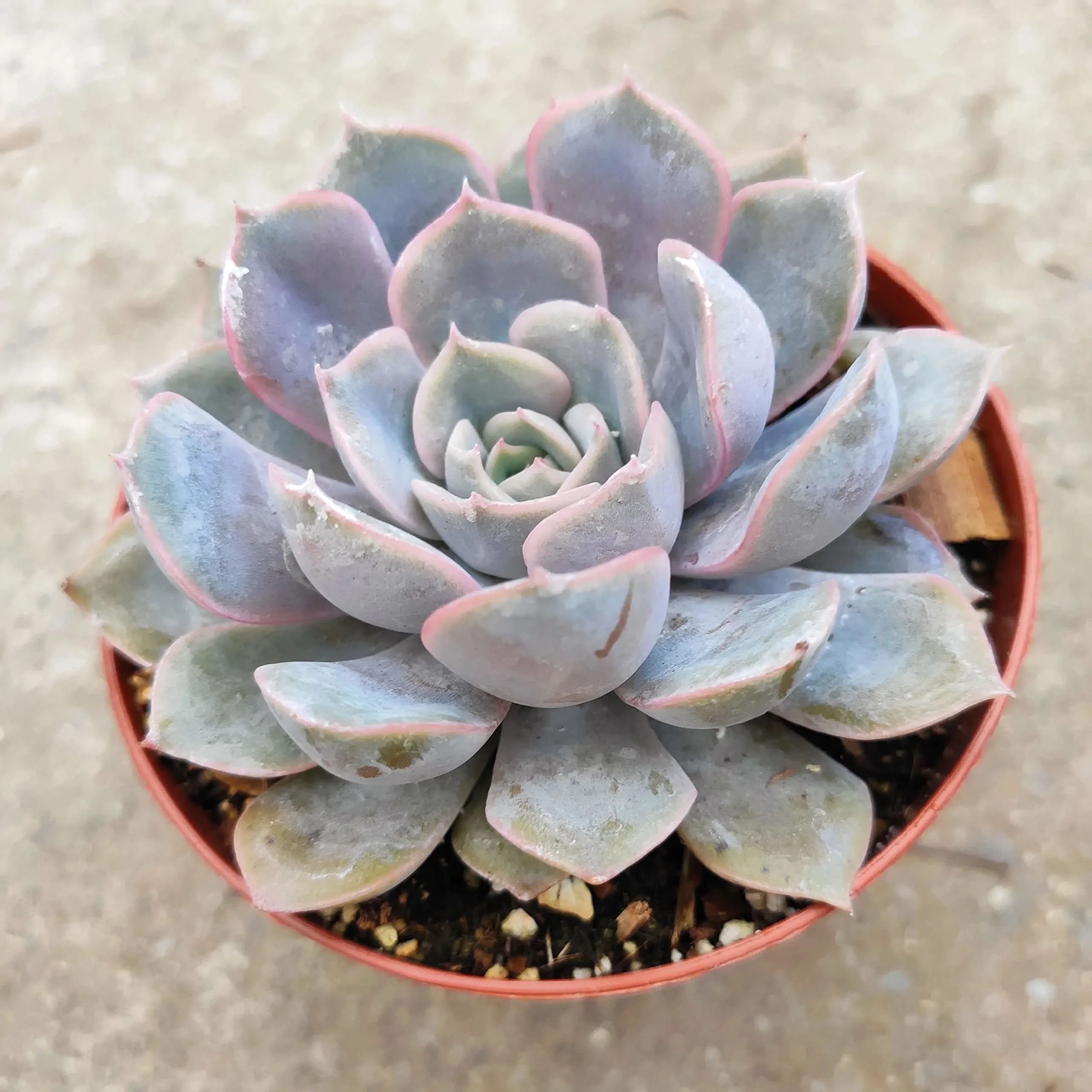 White Succulent Plant image