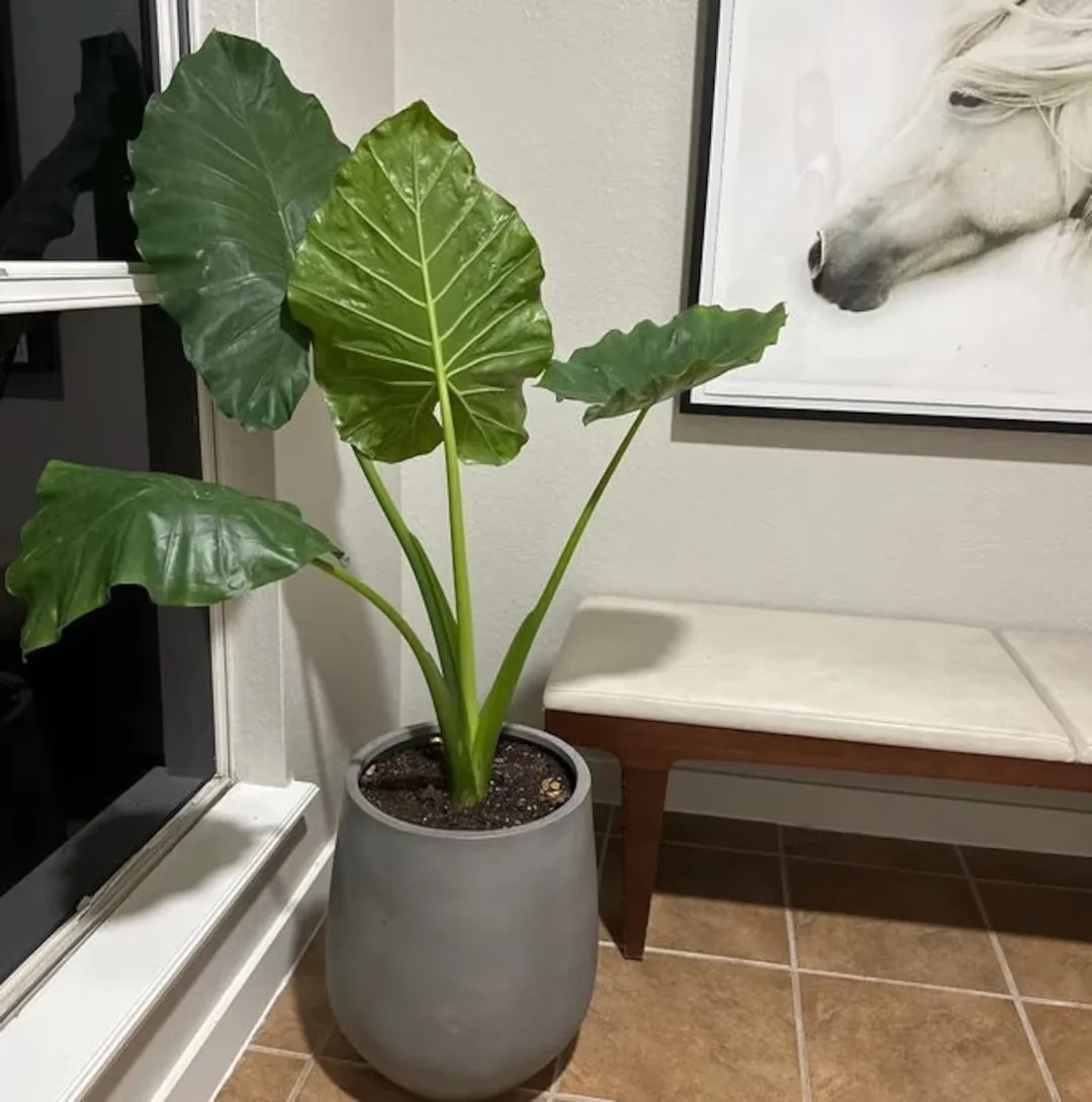 Majestic Mirage Elephant Ears image