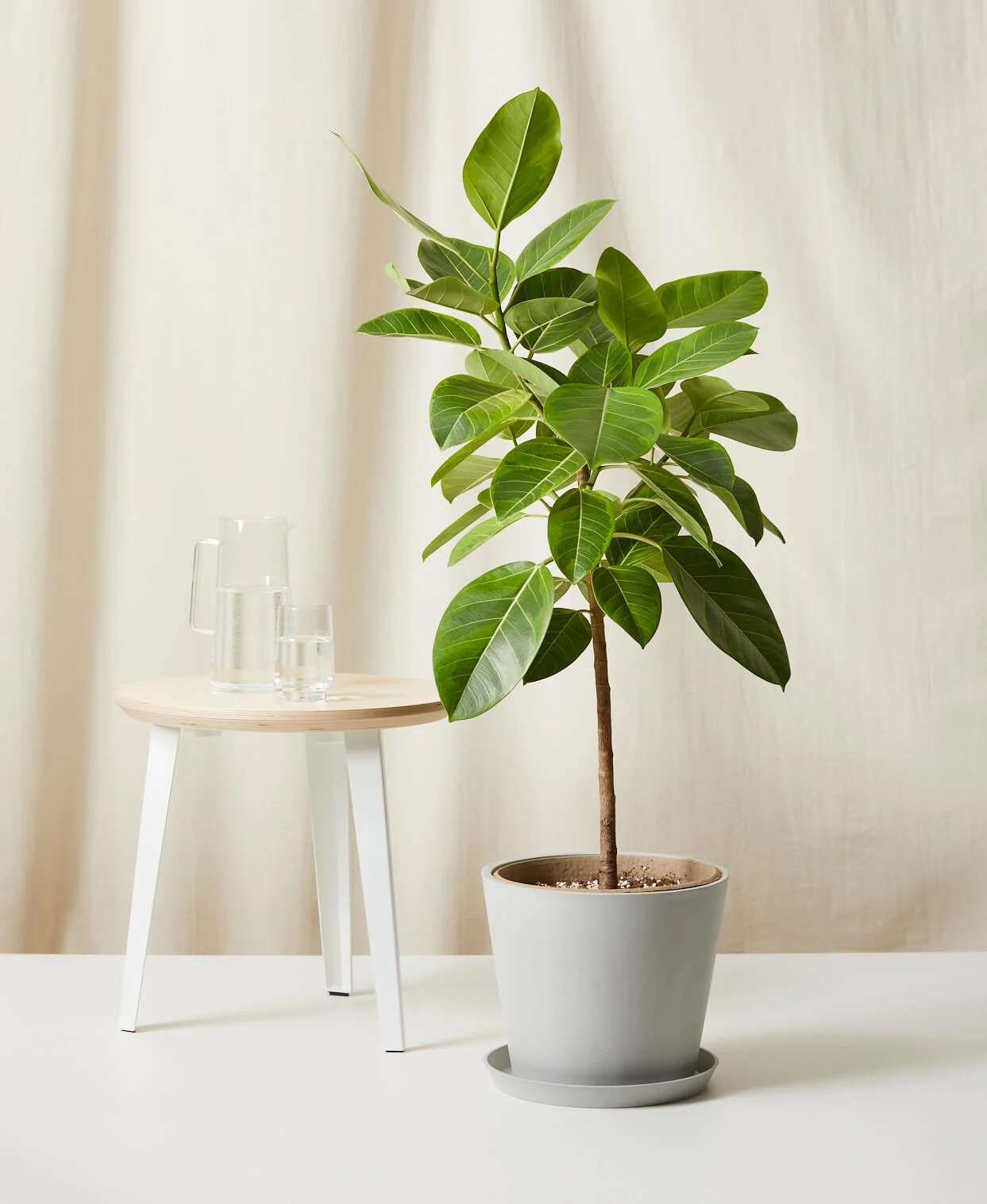 Eternal Elegance Ficus image