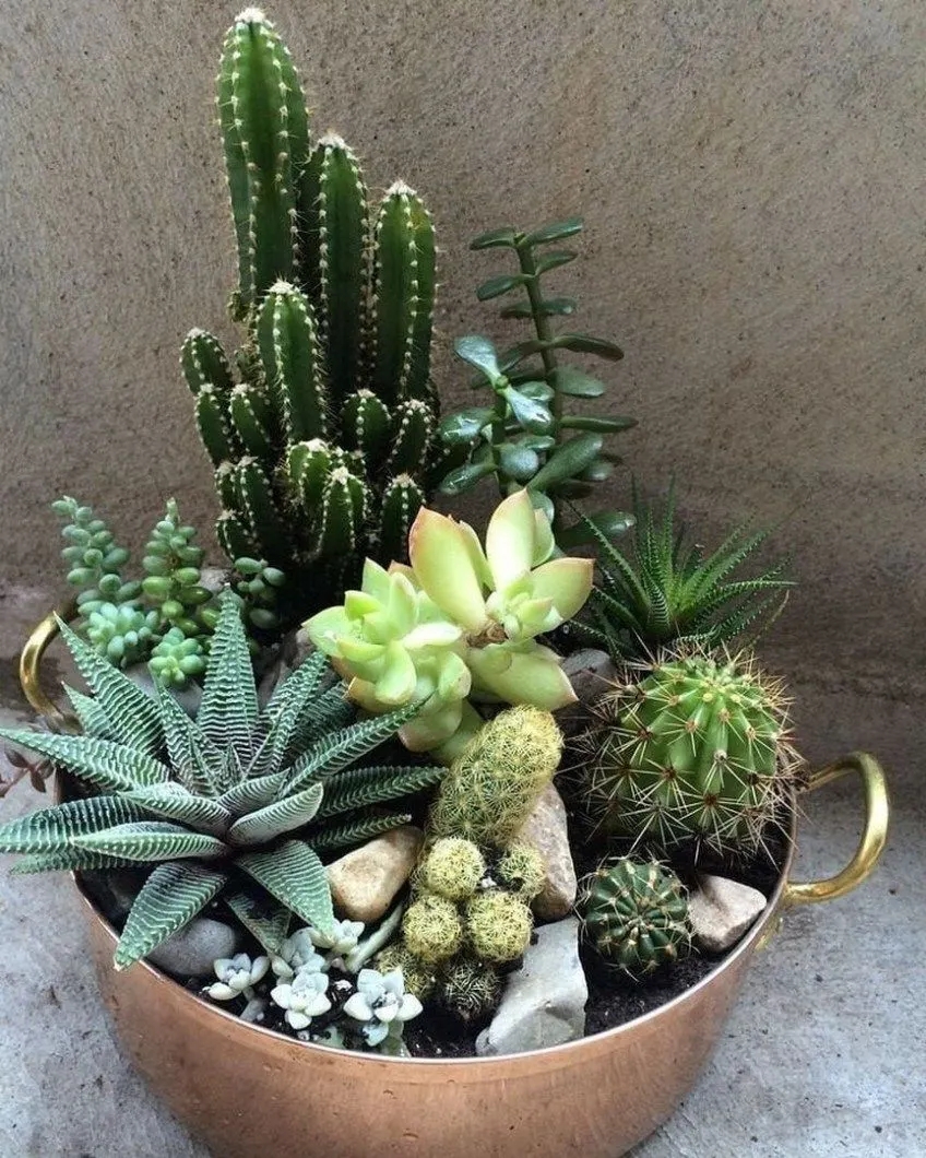 Cacti Oasis Dish Garden image