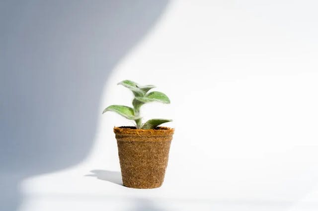 a plant