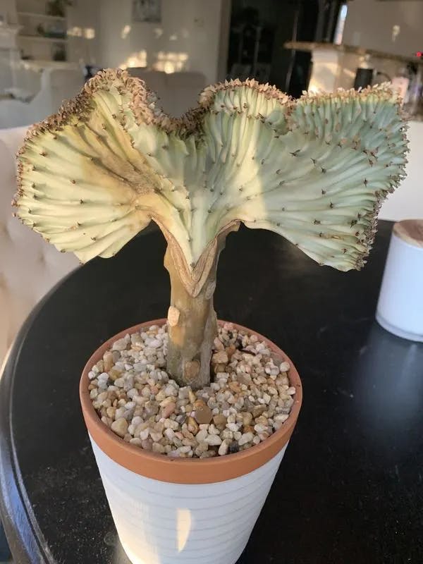 Fan Cactus Plant image