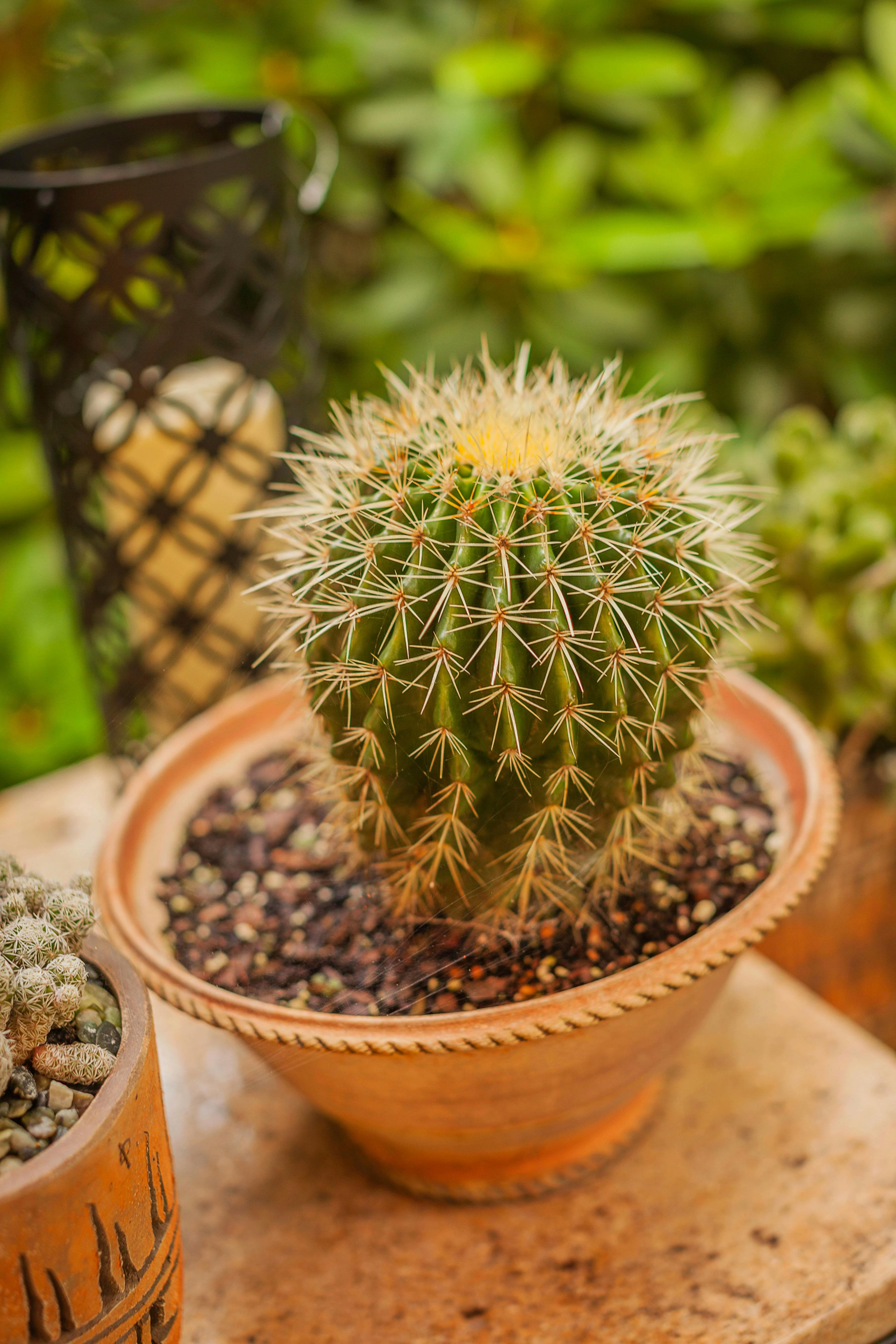 Globe Cactus image