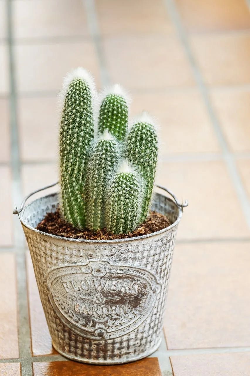 Snow-Crowned Cactus image